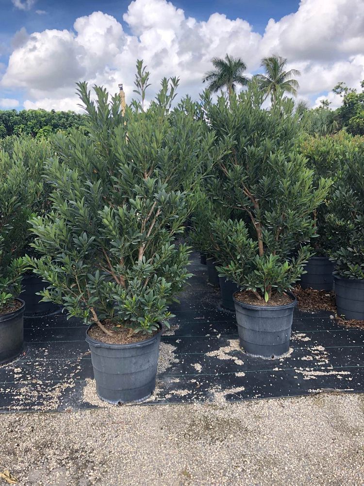 elaeocarpus-decipiens-japanese-blueberry