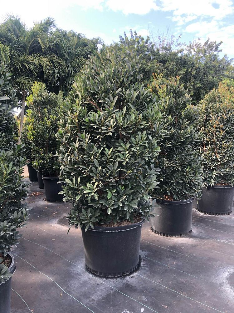 elaeocarpus-decipiens-japanese-blueberry