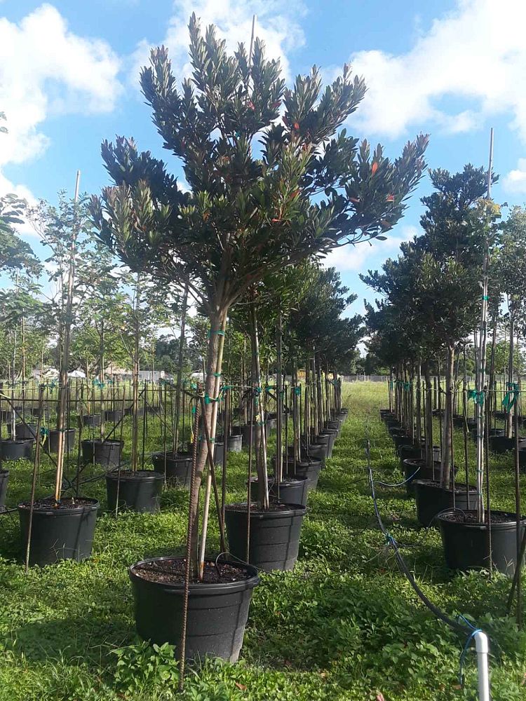 elaeocarpus-decipiens-japanese-blueberry