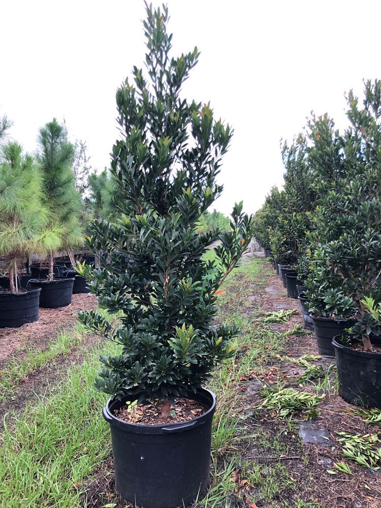 elaeocarpus-decipiens-japanese-blueberry