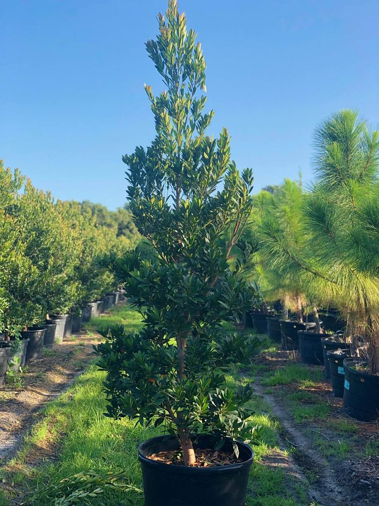 elaeocarpus-decipiens-japanese-blueberry
