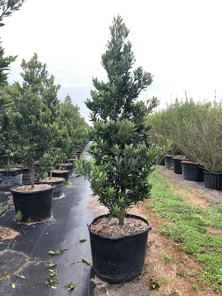 elaeocarpus-decipiens-japanese-blueberry