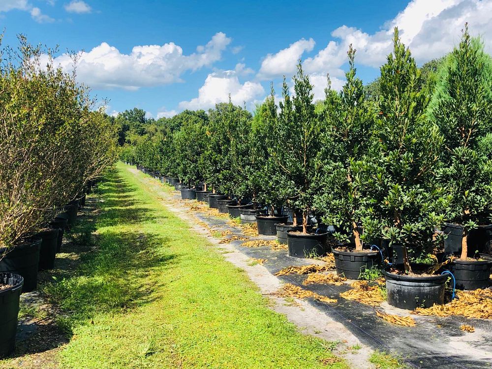 elaeocarpus-decipiens-japanese-blueberry