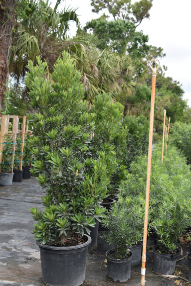 elaeocarpus-decipiens-japanese-blueberry