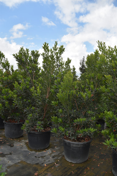 elaeocarpus-decipiens-japanese-blueberry