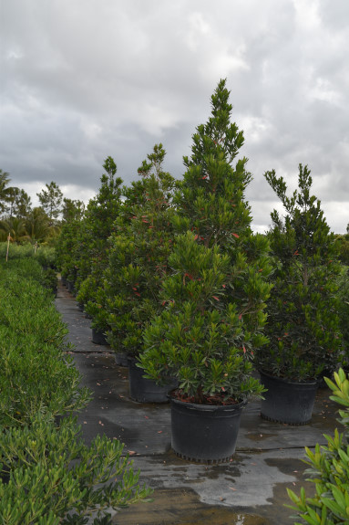 elaeocarpus-decipiens-japanese-blueberry