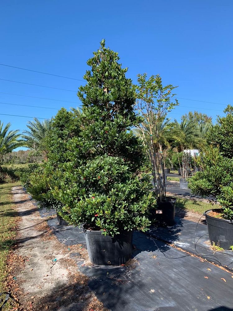 elaeocarpus-decipiens-japanese-blueberry
