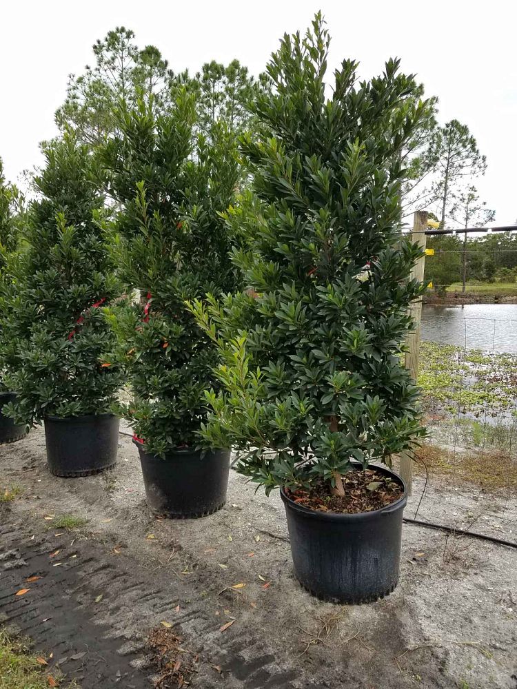 elaeocarpus-decipiens-japanese-blueberry
