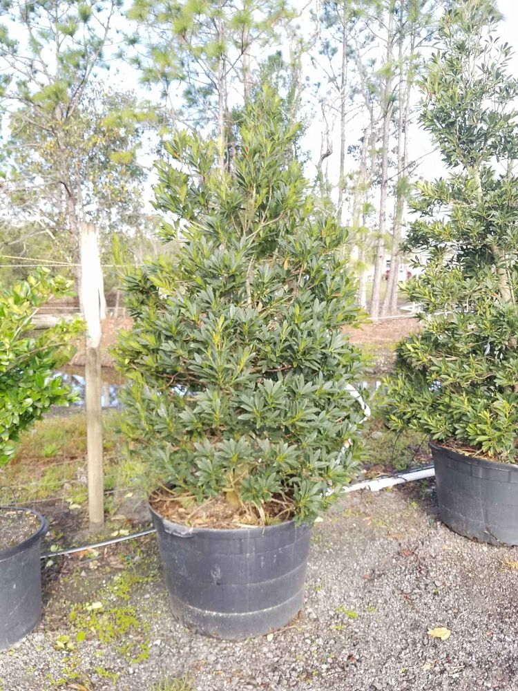 elaeocarpus-decipiens-japanese-blueberry