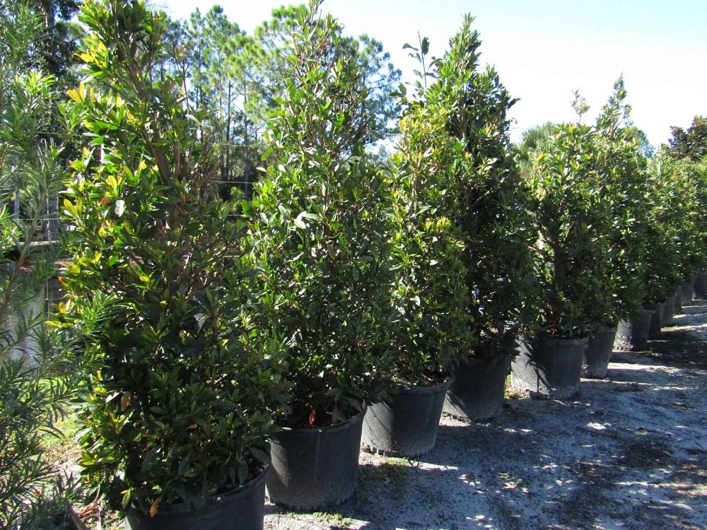 elaeocarpus-decipiens-japanese-blueberry