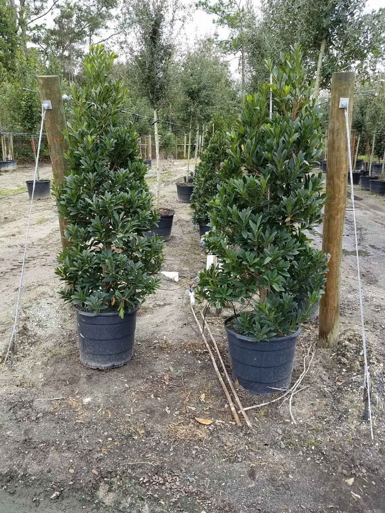 elaeocarpus-decipiens-japanese-blueberry