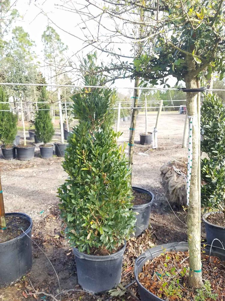 elaeocarpus-decipiens-japanese-blueberry