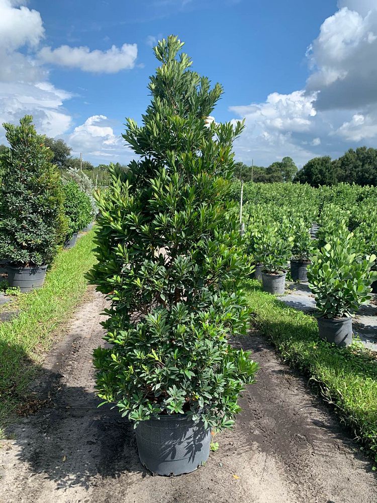 elaeocarpus-decipiens-japanese-blueberry