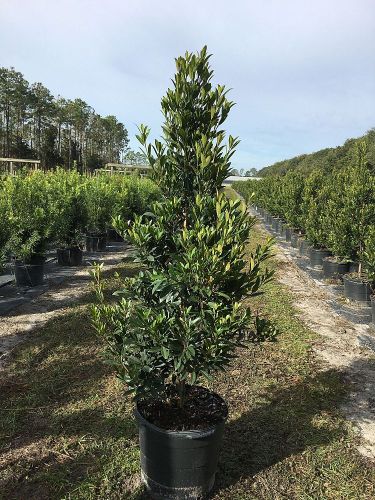 elaeocarpus-decipiens-japanese-blueberry
