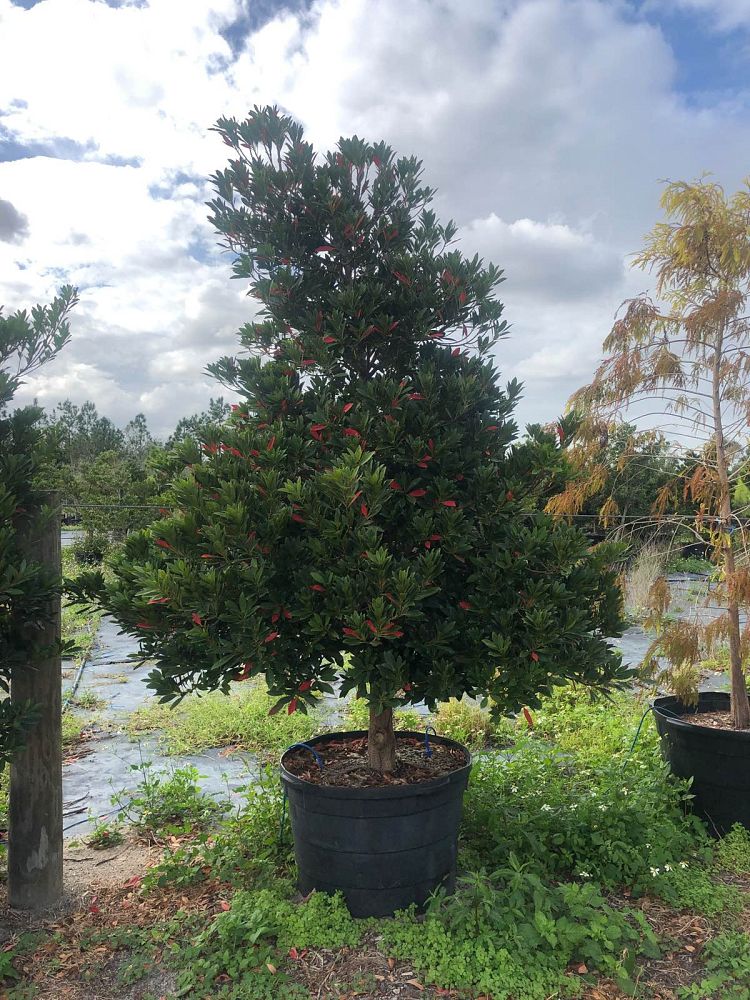 elaeocarpus-decipiens-japanese-blueberry