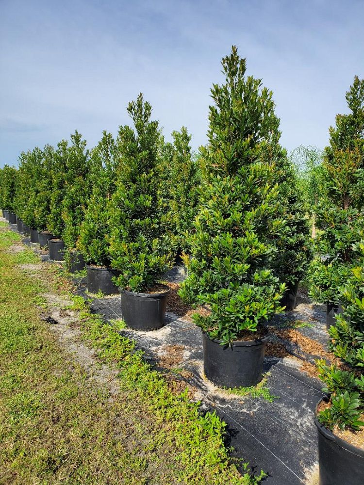 elaeocarpus-decipiens-japanese-blueberry