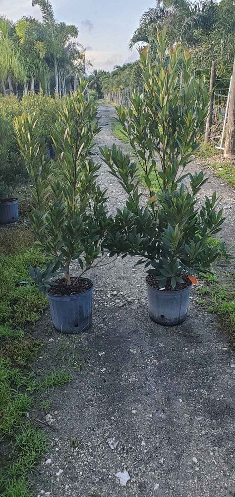 elaeocarpus-decipiens-japanese-blueberry