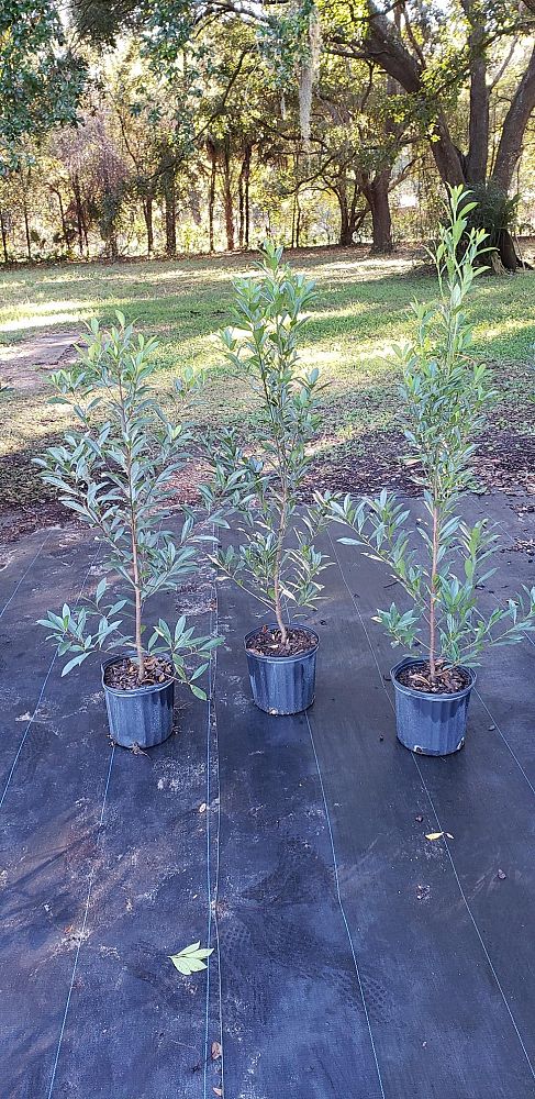 elaeocarpus-decipiens-japanese-blueberry