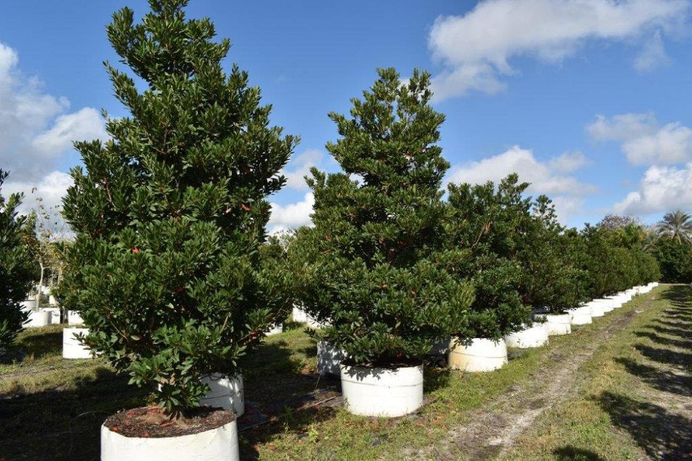 elaeocarpus-decipiens-japanese-blueberry