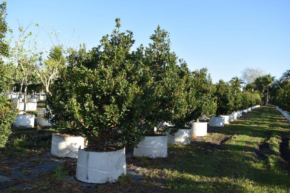 elaeocarpus-decipiens-japanese-blueberry