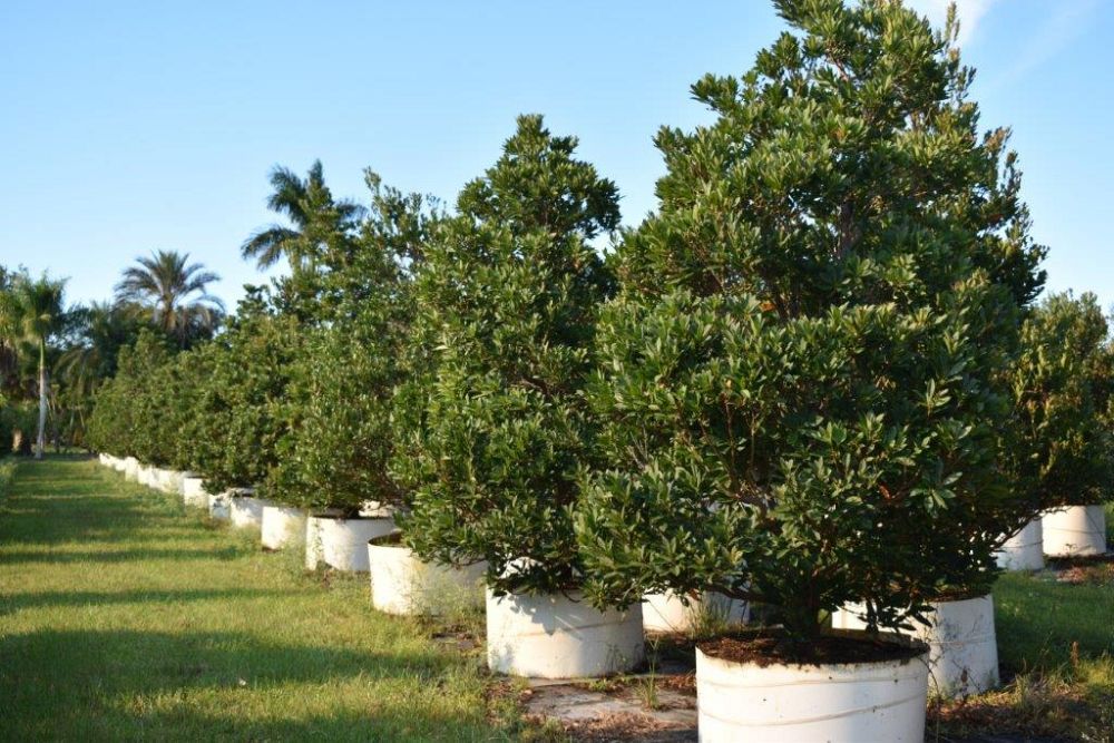 elaeocarpus-decipiens-japanese-blueberry