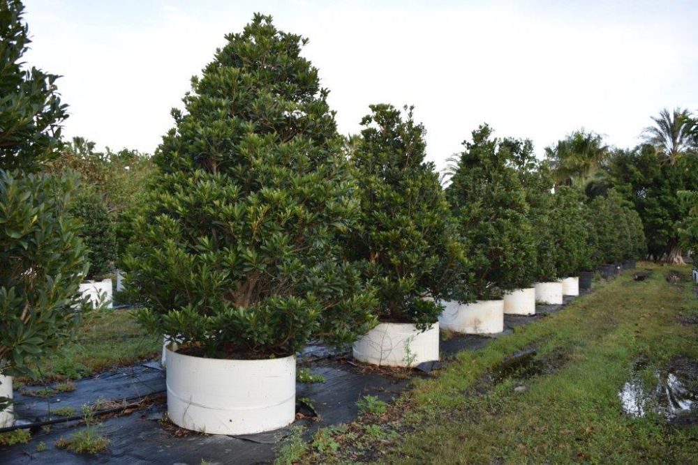 elaeocarpus-decipiens-japanese-blueberry