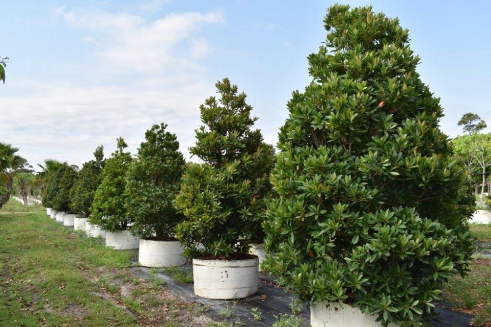 elaeocarpus-decipiens-japanese-blueberry