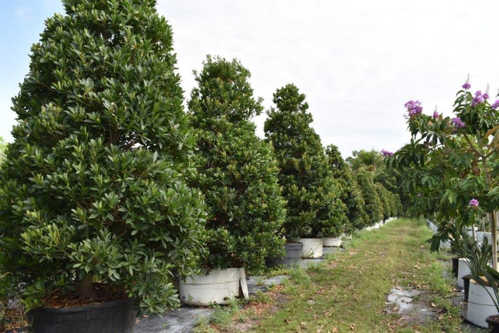 elaeocarpus-decipiens-japanese-blueberry