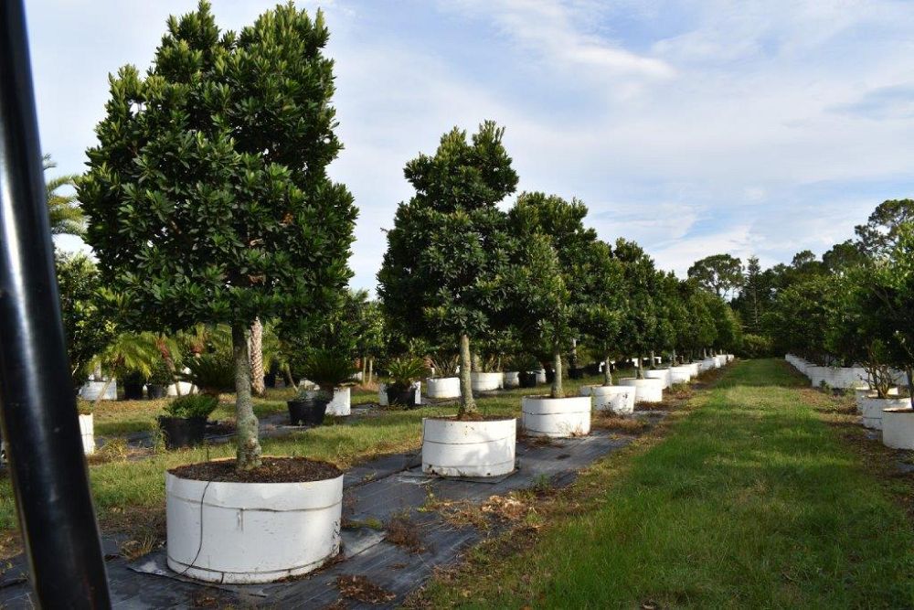 elaeocarpus-decipiens-japanese-blueberry