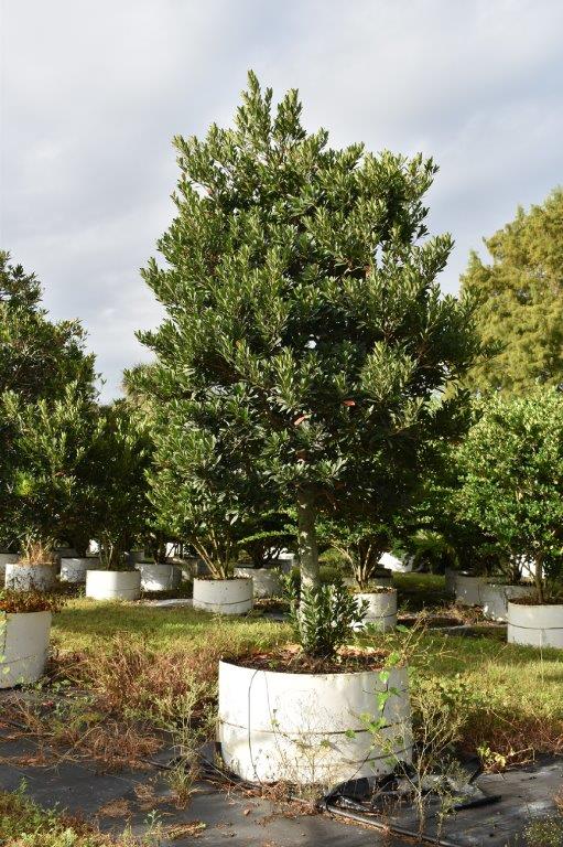 elaeocarpus-decipiens-japanese-blueberry