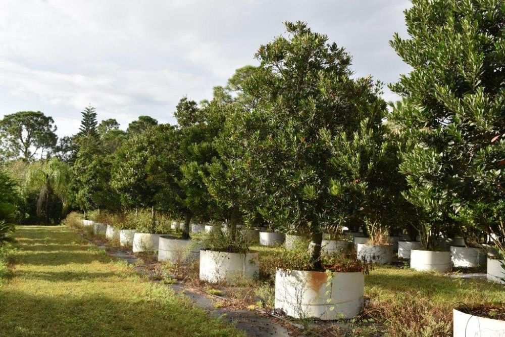 elaeocarpus-decipiens-japanese-blueberry