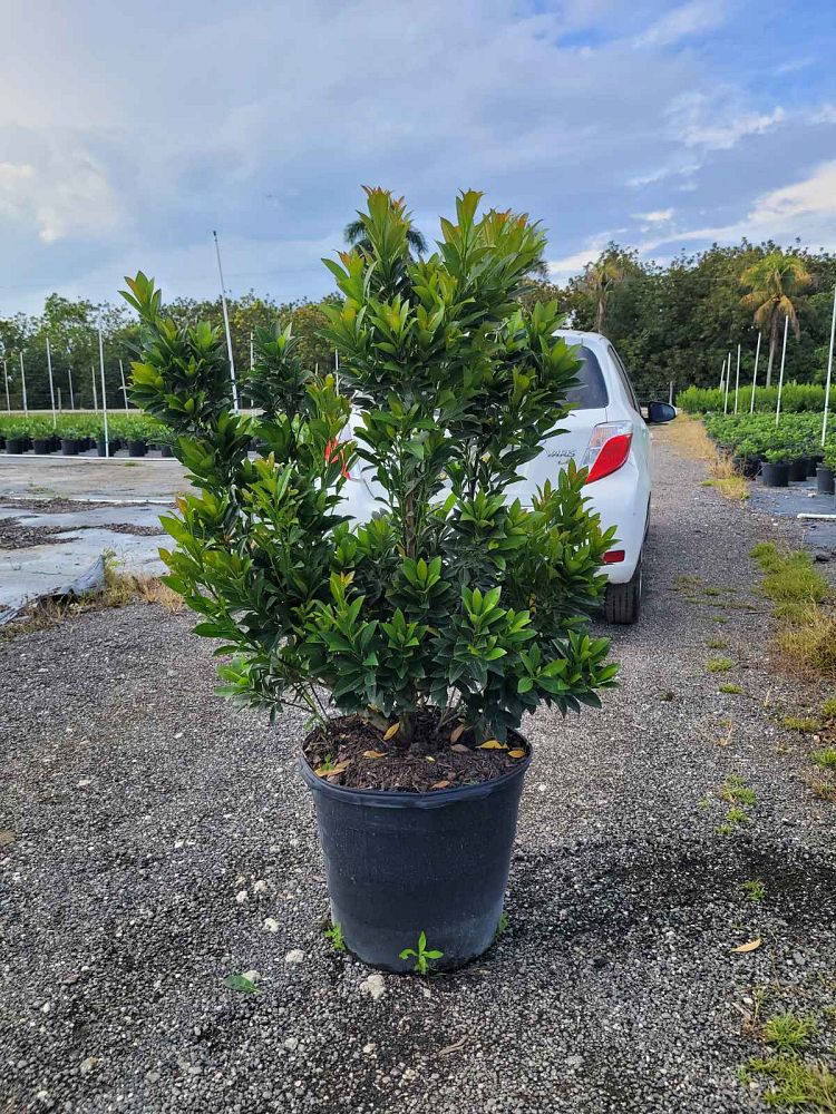 elaeocarpus-decipiens-japanese-blueberry