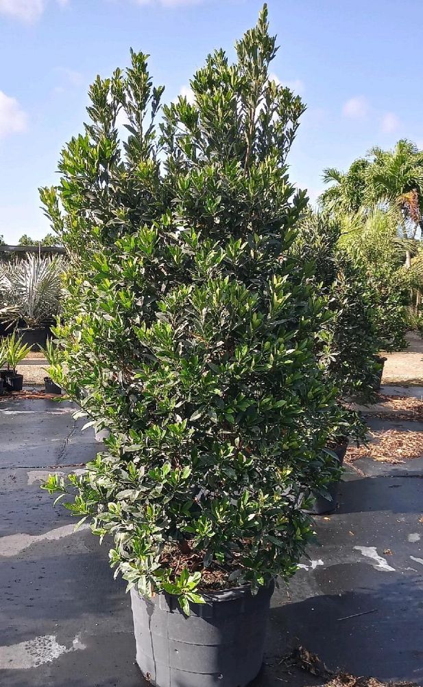 elaeocarpus-decipiens-japanese-blueberry
