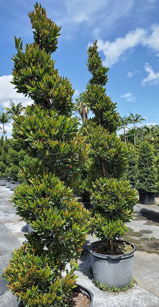 elaeocarpus-decipiens-japanese-blueberry