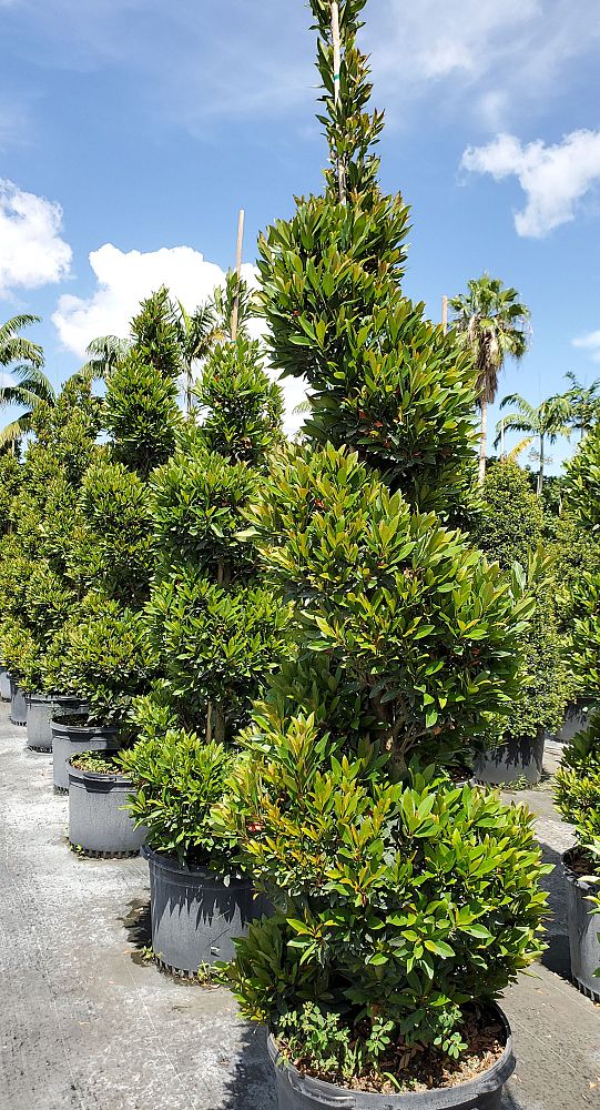 elaeocarpus-decipiens-japanese-blueberry