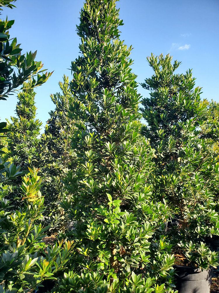 elaeocarpus-decipiens-japanese-blueberry