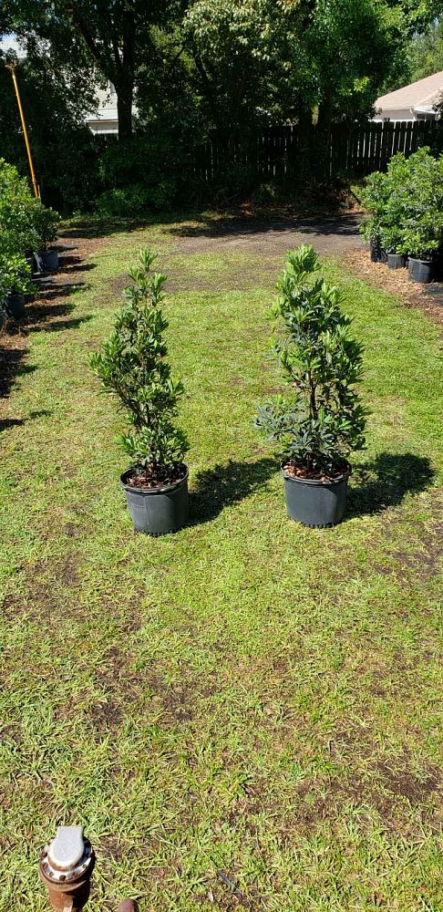 elaeocarpus-decipiens-japanese-blueberry