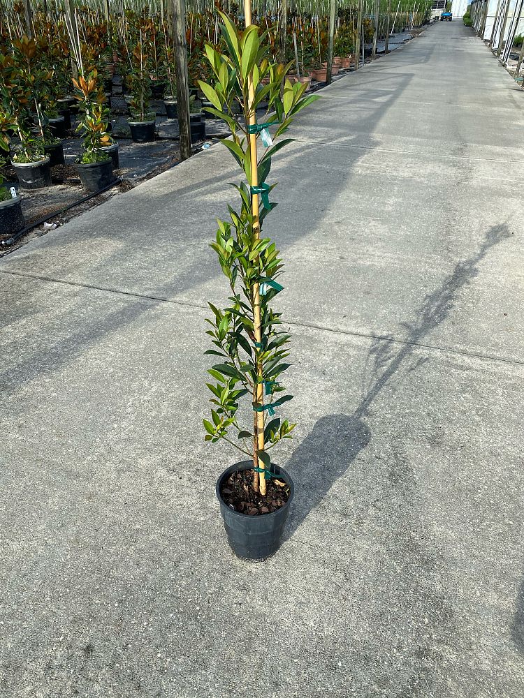 elaeocarpus-decipiens-japanese-blueberry
