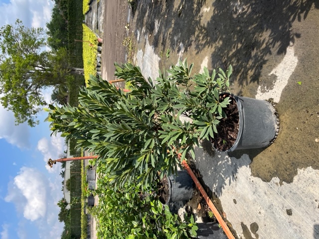 elaeocarpus-decipiens-japanese-blueberry