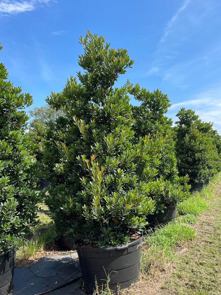 elaeocarpus-decipiens-japanese-blueberry