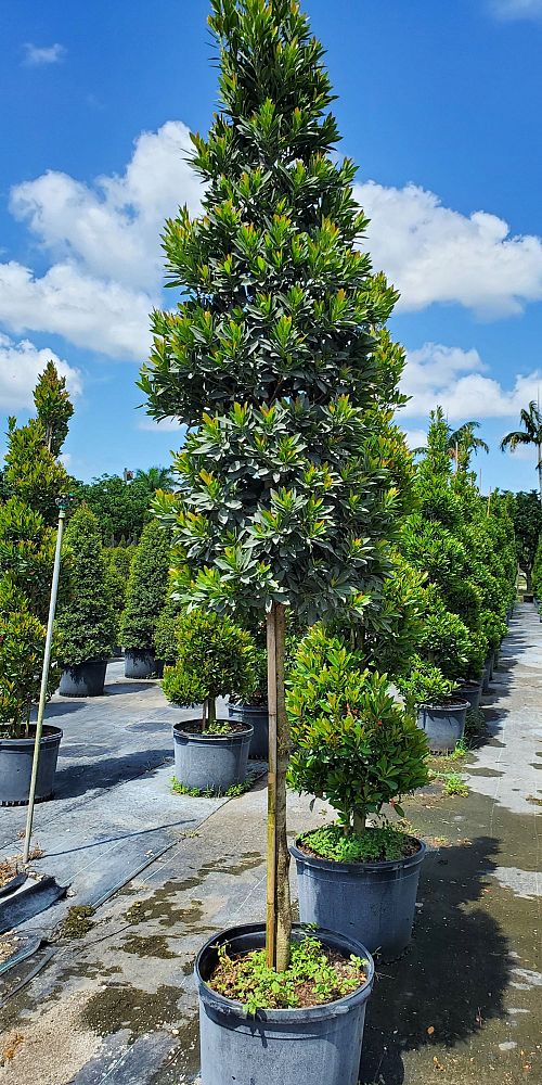 elaeocarpus-decipiens-japanese-blueberry
