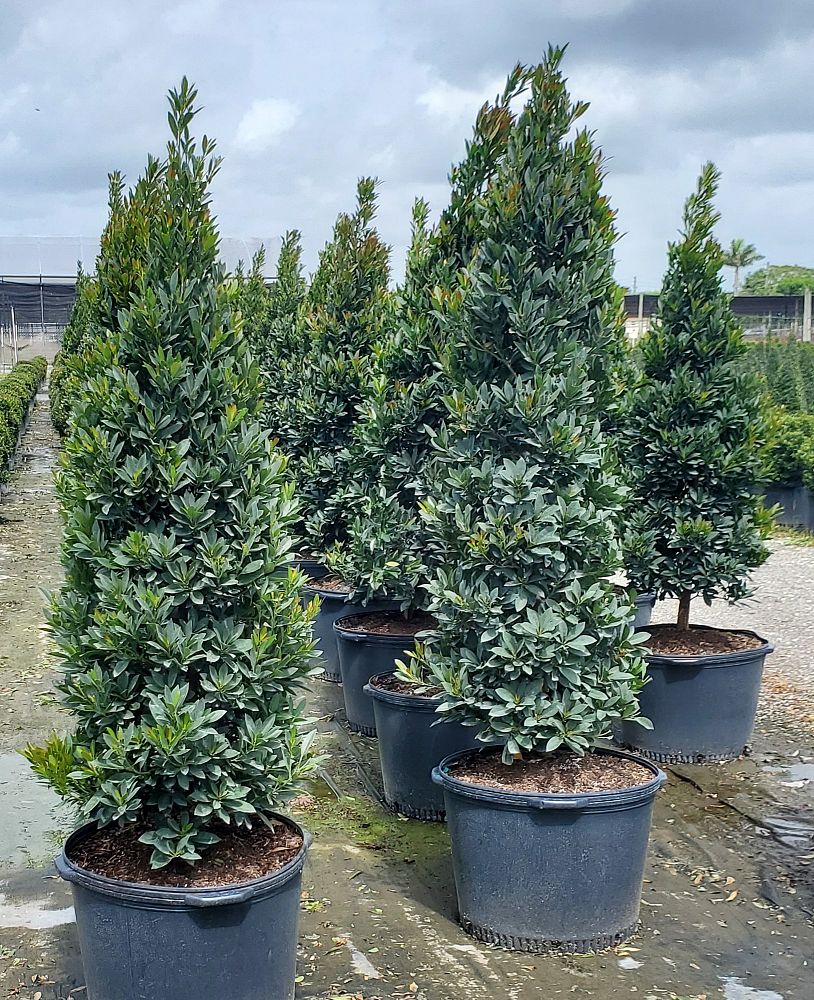 elaeocarpus-decipiens-japanese-blueberry