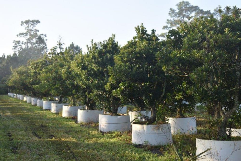 elaeocarpus-decipiens-japanese-blueberry
