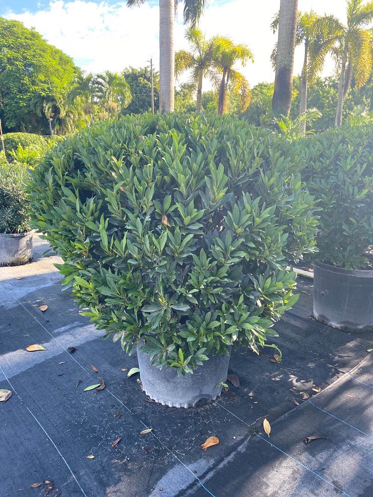 elaeocarpus-decipiens-japanese-blueberry