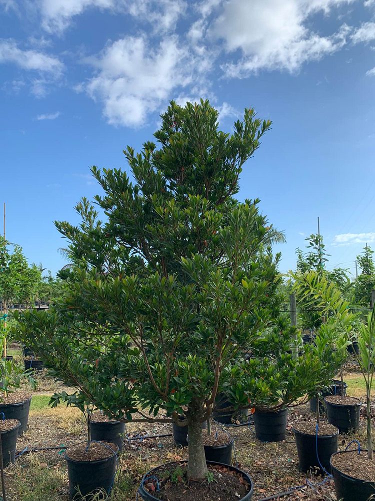 elaeocarpus-decipiens-japanese-blueberry