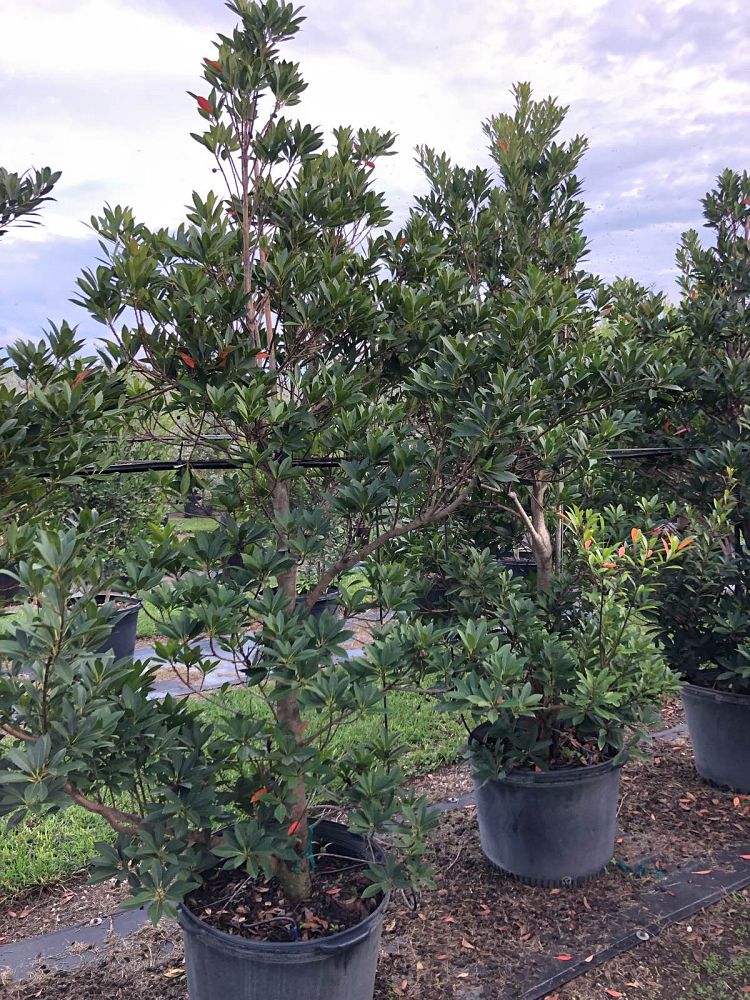 elaeocarpus-decipiens-japanese-blueberry