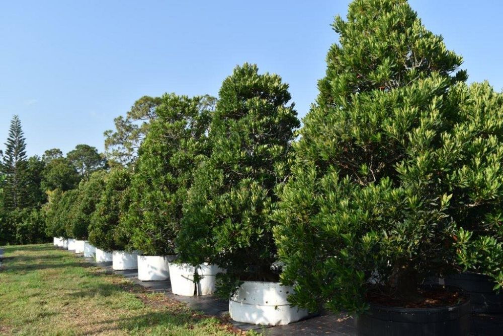elaeocarpus-decipiens-japanese-blueberry