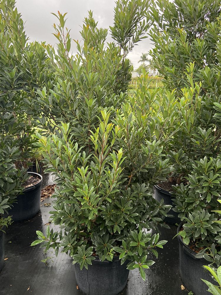 elaeocarpus-decipiens-japanese-blueberry