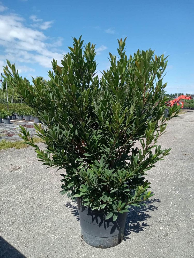 elaeocarpus-decipiens-japanese-blueberry