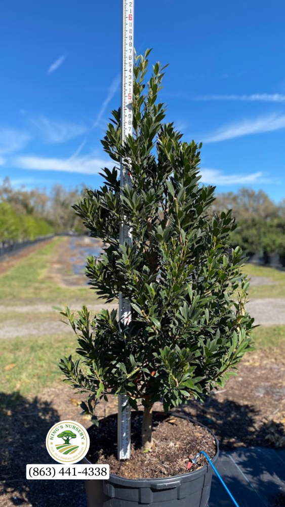 elaeocarpus-decipiens-japanese-blueberry
